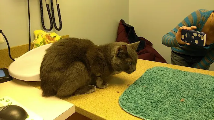 Huffard Animal Hospital 2