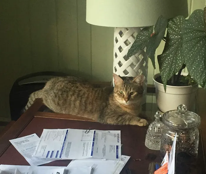 Severn River Animal Hospital 1