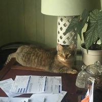 Severn River Animal Hospital ico