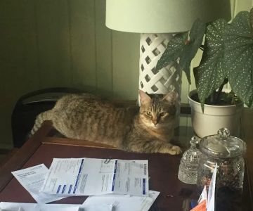 Severn River Animal Hospital