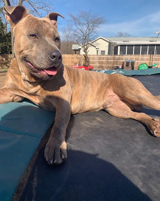 Severn River Animal Hospital 10