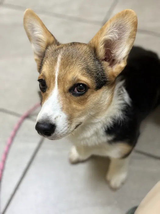 Severn River Animal Hospital 5
