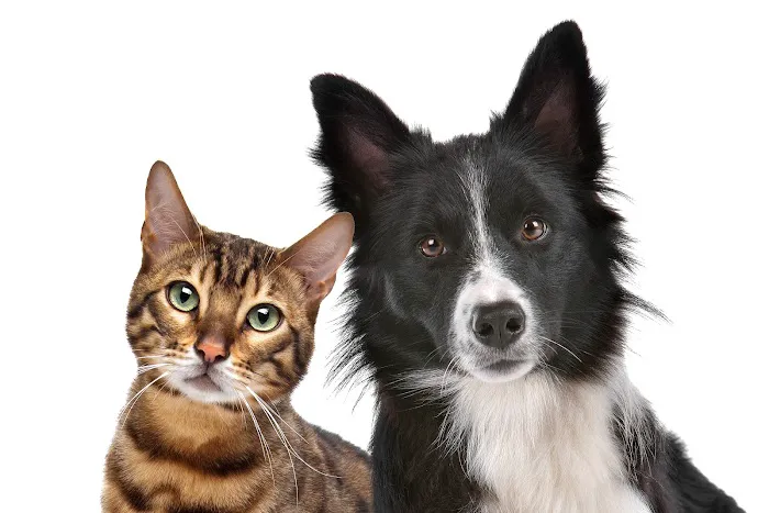 Alexander Animal Hospital 1