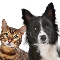 Alexander Animal Hospital ico