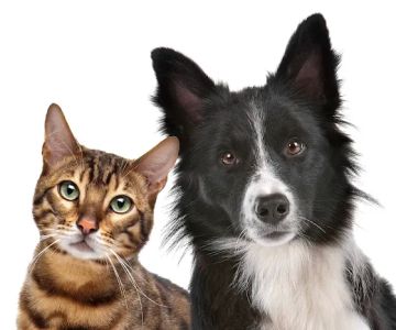 Alexander Animal Hospital