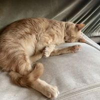 Veterinary Emergency Group ico