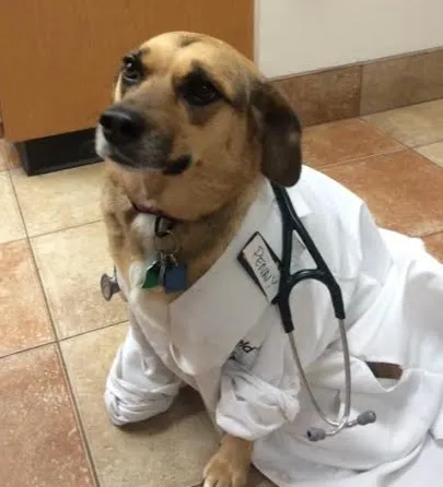 Valley Dog & Cat Hospital 1
