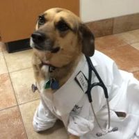 Valley Dog & Cat Hospital ico