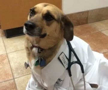 Valley Dog & Cat Hospital