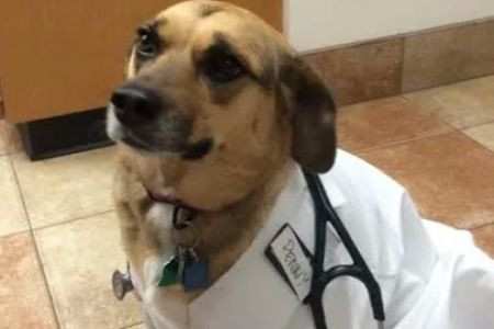 Valley Dog & Cat Hospital