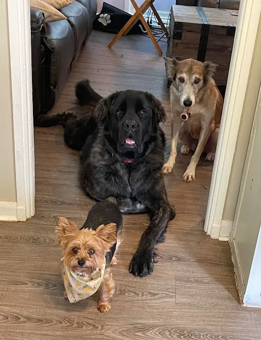 Valley Dog & Cat Hospital 4