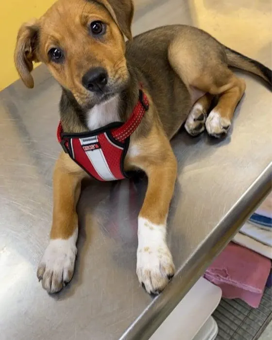 Owings Mills Veterinary Center 3