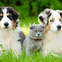 Owings Mills Veterinary Center ico