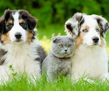 Owings Mills Veterinary Center