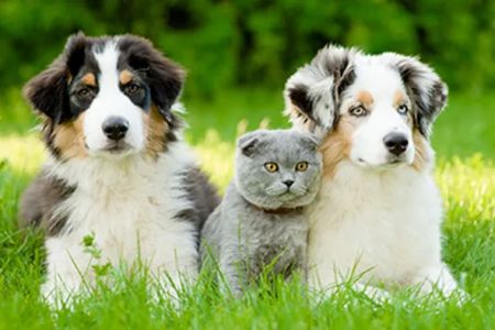 Owings Mills Veterinary Center