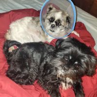 Liberty Animal Clinic ico