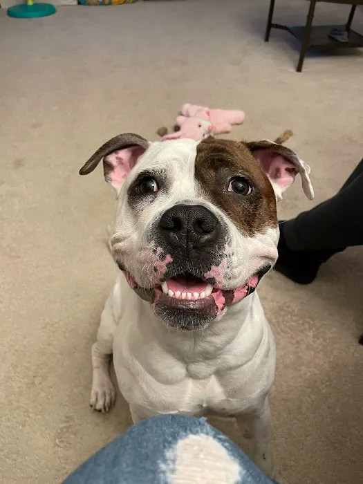 Timonium Animal Hospital 1