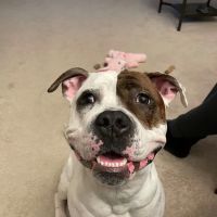 Timonium Animal Hospital ico