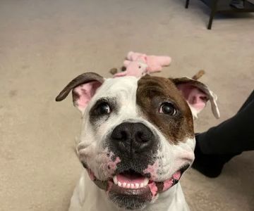 Timonium Animal Hospital