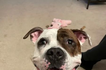 Timonium Animal Hospital