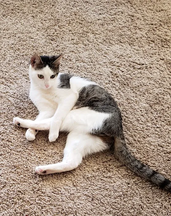 MD SPCA Spay & Neuter Clinic 1