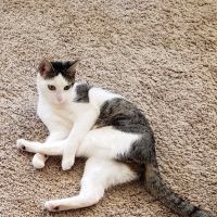 MD SPCA Spay & Neuter Clinic ico