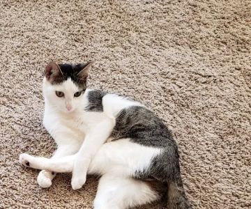 MD SPCA Spay & Neuter Clinic