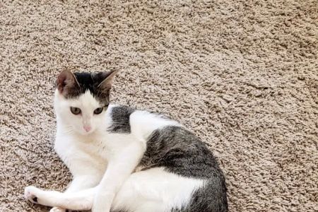 MD SPCA Spay & Neuter Clinic
