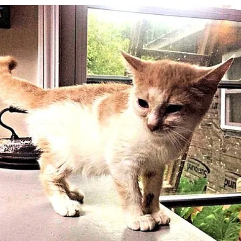 MD SPCA Spay & Neuter Clinic 5