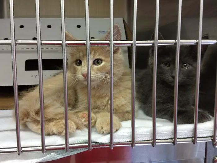 MD SPCA Spay & Neuter Clinic 10