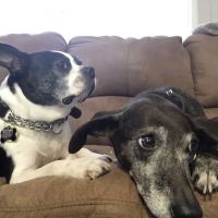 Hillendale Animal Hospital ico