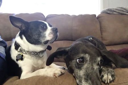 Hillendale Animal Hospital