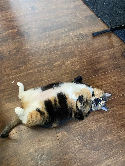 Hillendale Animal Hospital 12