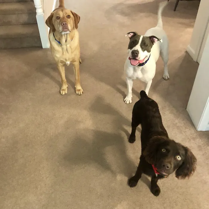 Hillendale Animal Hospital 12