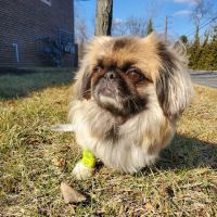 Animal Dental Center ico