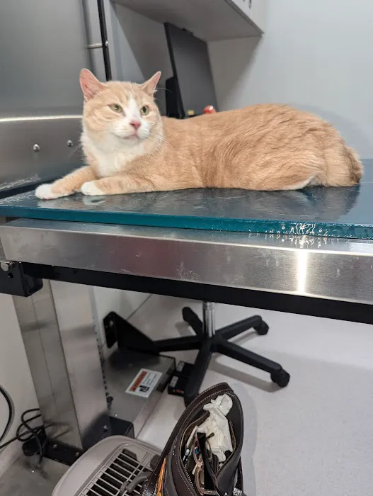 Animal Dental Center 12
