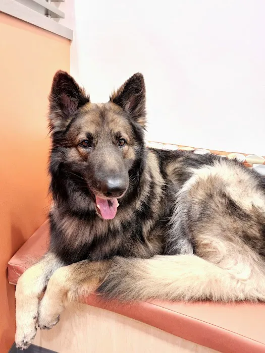 Animal Dental Center 12