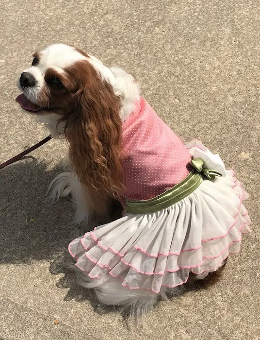 CVCA Cardiac Care For Pets 12