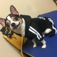 CVCA Cardiac Care For Pets ico