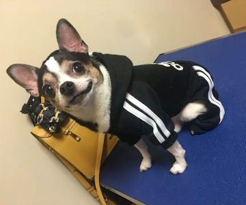 CVCA Cardiac Care For Pets