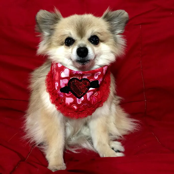 CVCA Cardiac Care For Pets 12