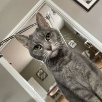 Aardmore Veterinary Hospital ico