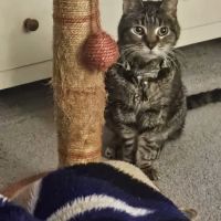 Beltway Animal Hospital ico