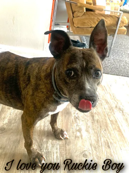 Northwest Animal Hospital 10