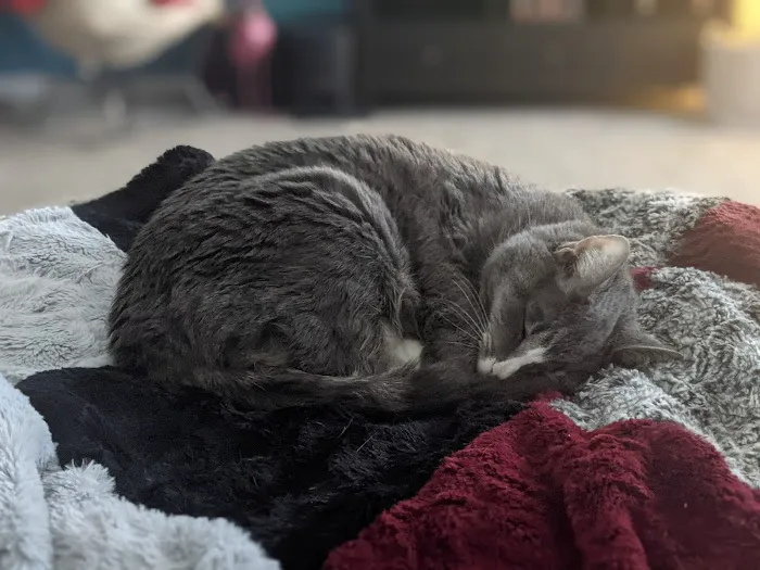 Northwest Animal Hospital 6