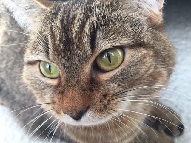 Northwest Animal Hospital 4