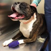 Northwest Animal Hospital ico