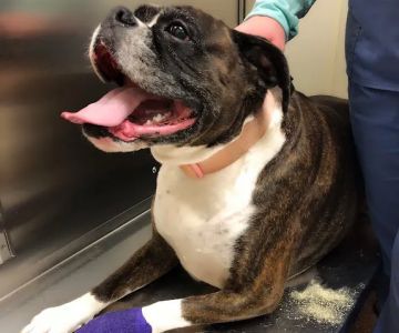 Northwest Animal Hospital