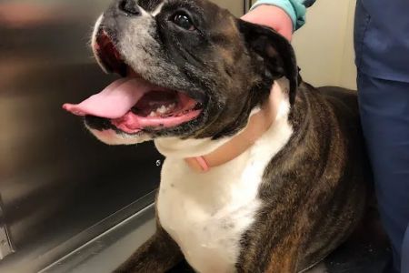 Northwest Animal Hospital