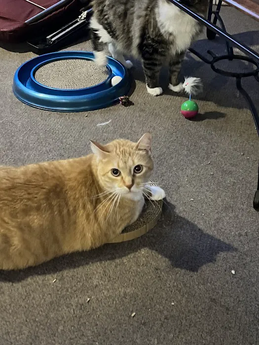 Metropolitan Cat Hospital 4